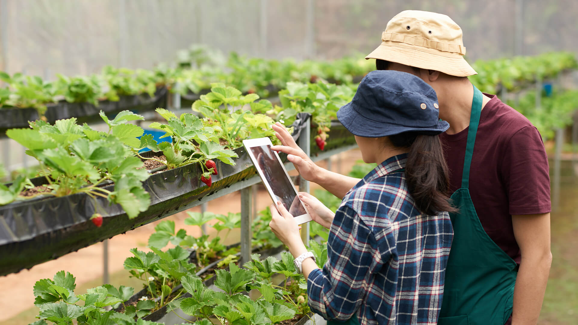 Software ERP de Gestión Agrícola